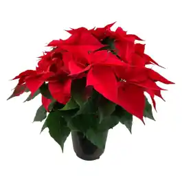 Topprijs - Euphorbia pulcherrima
