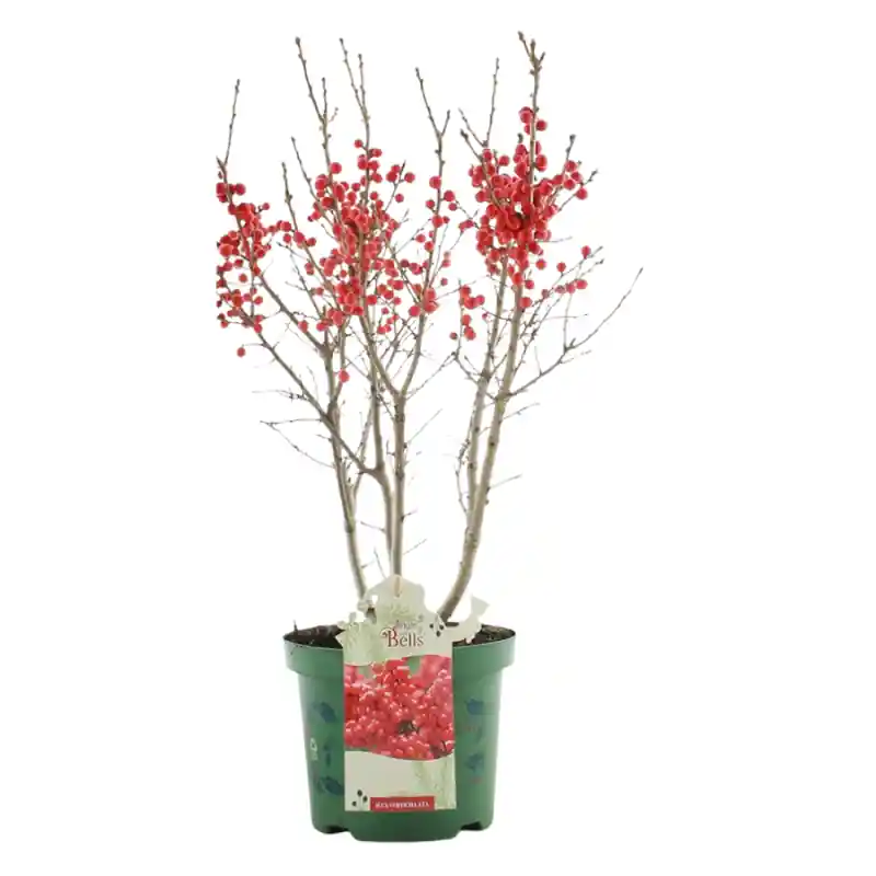 Topproduct | Ilex verticillata
