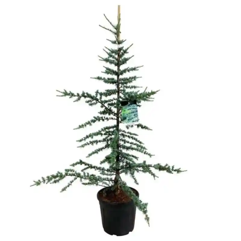 Cedrus glauca | Goed beoordeeld