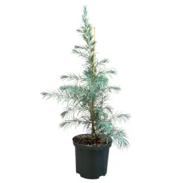 Cedrus deodora - Aanbieding loopt bijna af