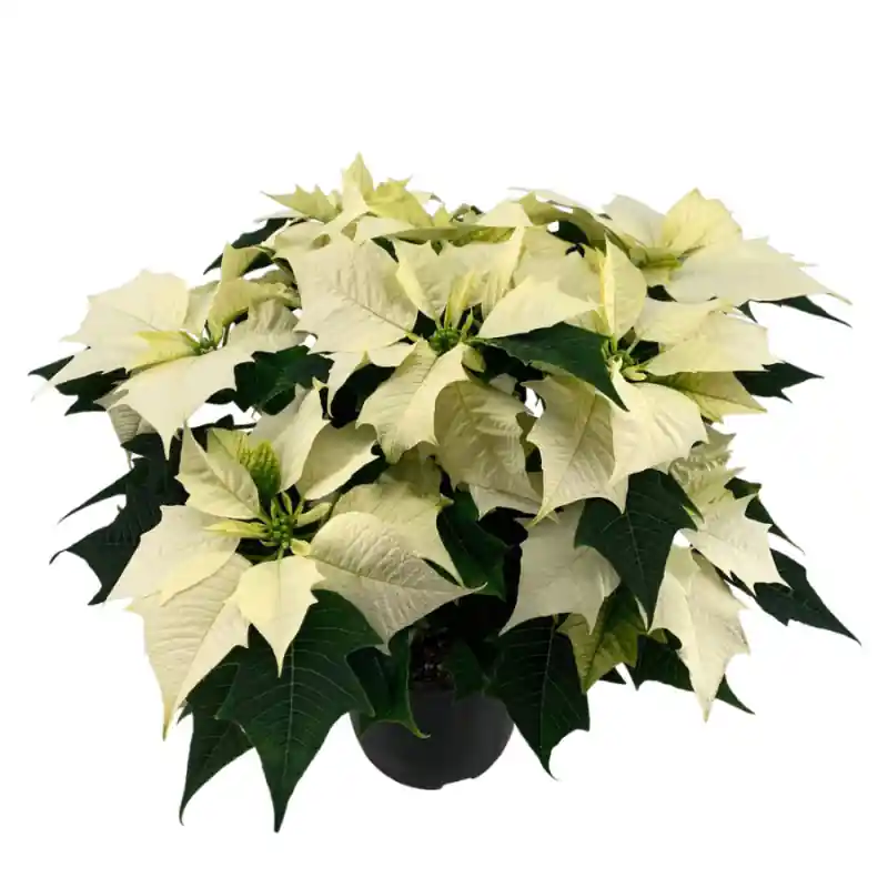 Eenvoudig retourneren | Euphorbia pulcherrima Alaska