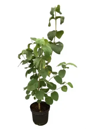 Aanrader | Viburnum lantana