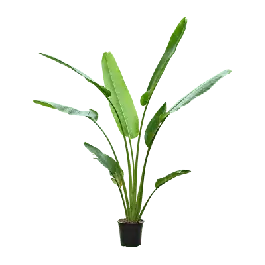 Ravenala madagascariensis - Veel voordeel