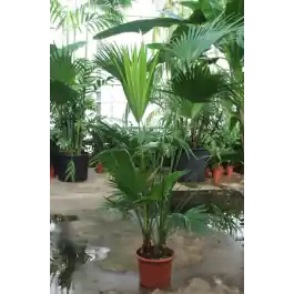 Livistona chinensis - Aanrader