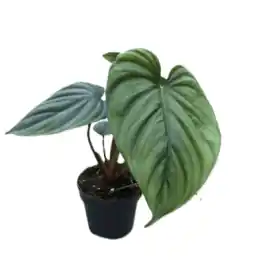 Philodendron Colombia | Nu beschikbaar