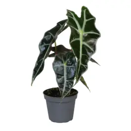 Alocasia Amazonica - Voordelig