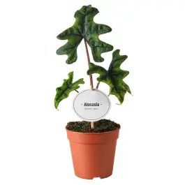 Alocasia Jacklyn - Flitsaanbieding