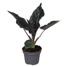 Eenvoudig retourneren - Alocasia Antoro Velvet