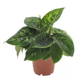 Homalomena Camouflage - Nog maar een paar beschikbaar