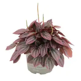 Peperomia Cayenne | Nieuw
