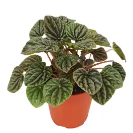 Peperomia Luna | Populair bij klanten