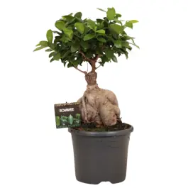 Laatste stuks | Ficus Compacta XL