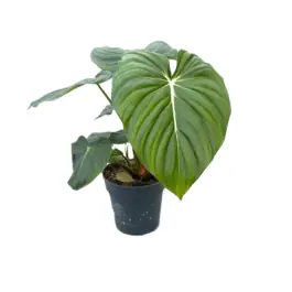 Philodendron gloriosum - Extra voordeel