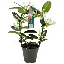 Korting - Stephanotis floribunda