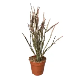 Topdeal - Euphorbia platyclada