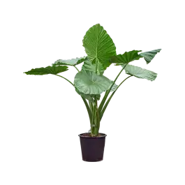 Alocasia macrorrhiza - Nieuw