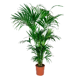 Kentiapalm | Nieuw in het assortiment
