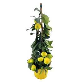 Net toegevoegd | Citrus lemon piramide