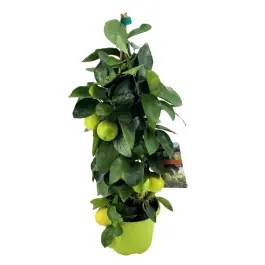 Veel voordeel - Citrus lime piramide