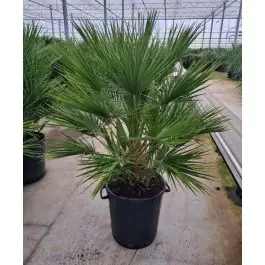 Chamaerops humilis - Zojuist toegevoegd
