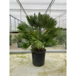 Chamaerops humilis | Direct van de fabrikant