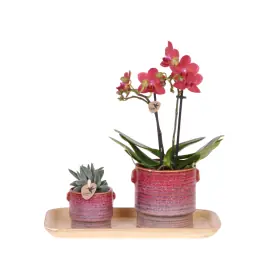 Outlet | Plantenset Aura rood