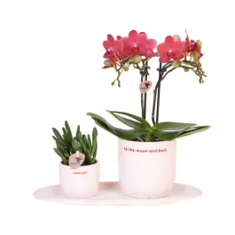 Plantenset Love You | Slechts tijdelijk