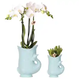 Speciale deal | Planten duo Yona lichtblauw