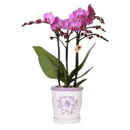 Verlaagde prijs - Orchidee in Ivory Elegance paars