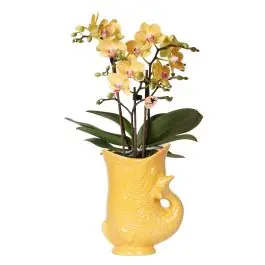 Orchidee in Yona geel | Tijdelijk aanbod
