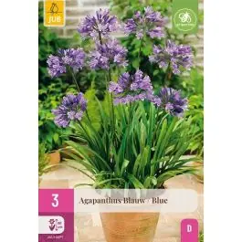 Hoge kwaliteit | Agapanthus Blauw - 3 bloembollen
