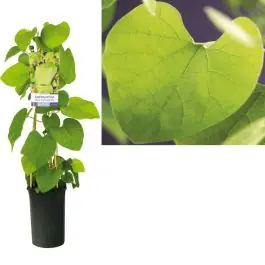 Nieuw in de shop | Aristolochia macrophylla