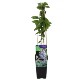 Wisteria Caroline | Hoog gewaardeerd