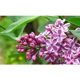 Op = op | Syringa Sensation
