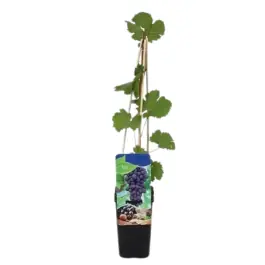Spoedlevering - Vitis Rondo