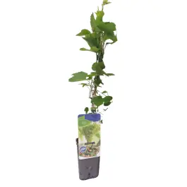 Topkwaliteit | Vitis White