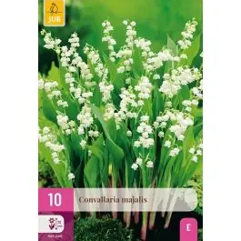 Goed beoordeeld - Convallaria majalis - 10 stuks