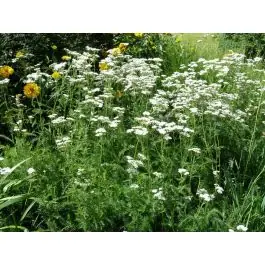 Bestelbaar - Achillea millefolium - biologisch