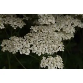Achillea Schneetaler - biologisch - Veel gekozen
