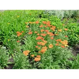 Achillea Terracotta - biologisch - Rechtstreeks van de fabrikant