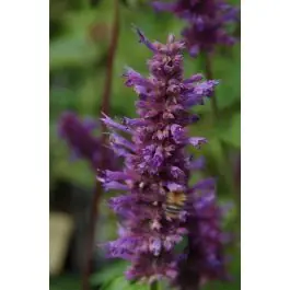 Agastache Blue Boa - biologisch - Meest verkocht