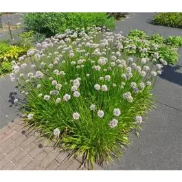 Net gelanceerd | Allium Summer Beauty - biologisch