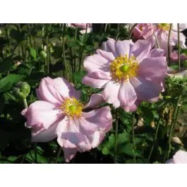 Anemone Königin Charlotte - biologisch | Topprijs