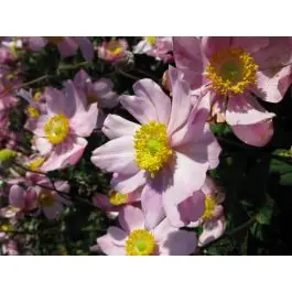 Snelle verzending - Anemone September Charm - biologisch
