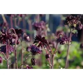 Aquilegia Black Barlow - biologisch - Koop vandaag