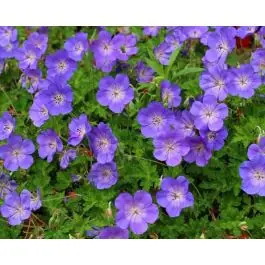 Geranium Rozanne - biologisch | Laatste kans