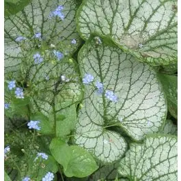 Brunnera Jack Frost - biologisch - Extra voordeel