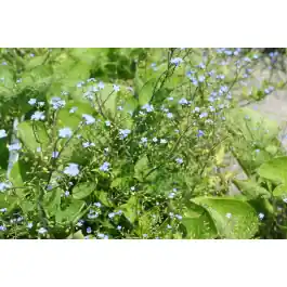 Topproduct - Brunnera macrophylla - biologisch