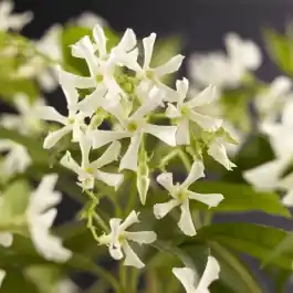 Vanaf nu beschikbaar | Trachelospermum jasminoides