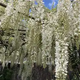 Wisteria Longissima Alba | Rechtstreeks uit de fabriek